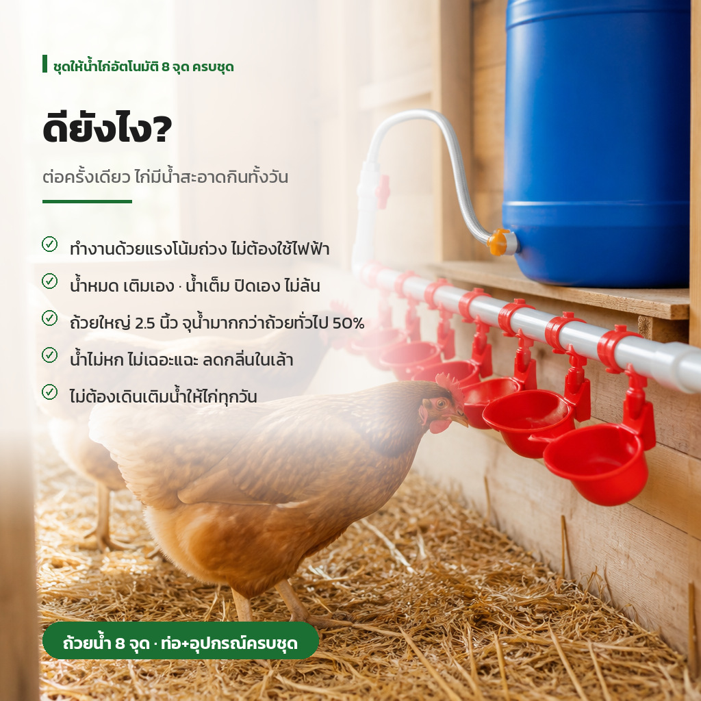 ถ้วยน้ำไก่อัตโนมัติ vs ถาดน้ำแบบเดิม — เลี้ยงไก่หลังบ้านควรเลือกแบบไหน